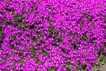 Fototapeta premium Close-up of purple flowers with macro.