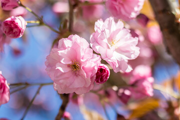 Blooming Sakura kanzan in Europe