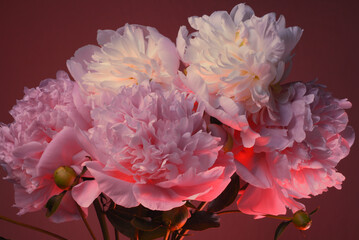 Bouquet of peonies, pink buds on a red background, studio shot.