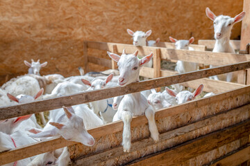 Farm animals in clean, bright shelter. Young white goat stuck its head above wooden railings of...