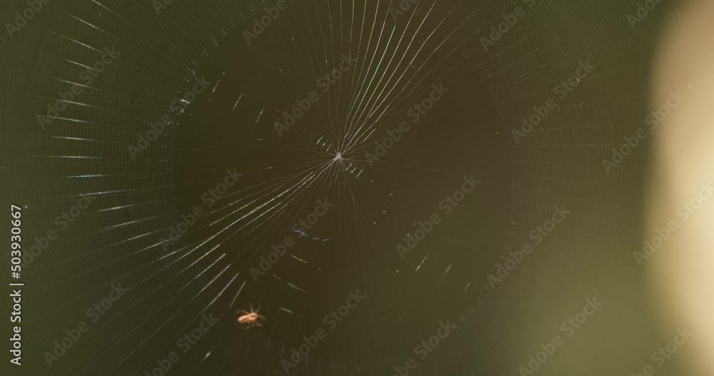 Poster an orb-weaver spider quickly spins its web counter clockwise and the web shakes a little as a result