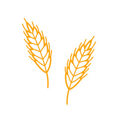 Wheat plant spikelets. Hand drawn sketch icon of oat, rye, barley. Isolated vector illustration in doodle line style.