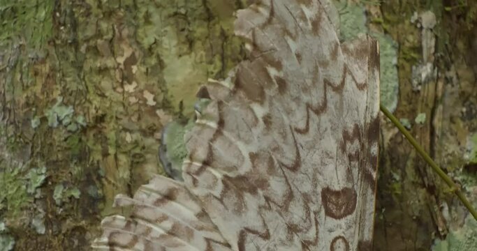 A large white witch moth rests on the side of a tree, top down panning shot