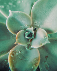 succulent and drops water