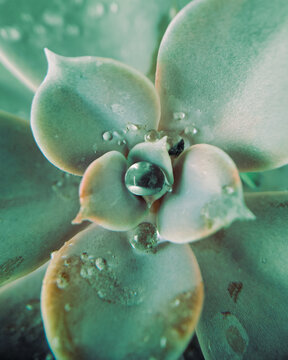 succulent and drops water