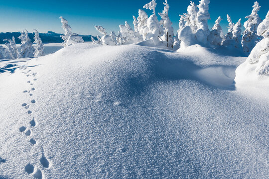 Animal tracks in puffy snow on hillside. Winter forest after snowfall. Trees in frost, branches completely frozen