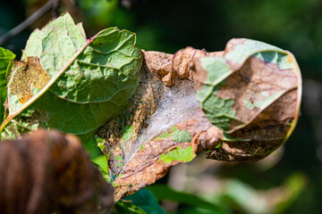 Bird cherry moth on green branches. Leaves withered, curled up and covered with cobwebs. Diseases...