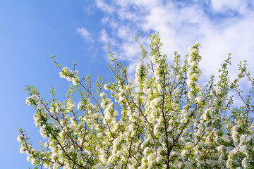 White blossoming pear on a background of blue sky with clouds