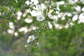 flowers on a tree