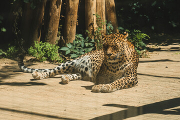 Leopardo tumbado y descasnsando en arbol © MiguelAngelJunquera