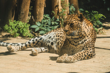 Leopardo tumbado y descasnsando en arbol