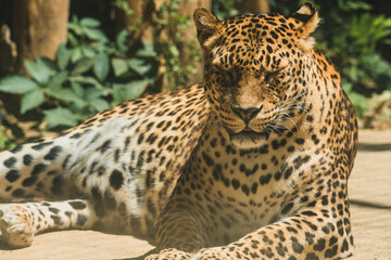 Obraz na płótnie Canvas Leopardo tumbado y descasnsando en arbol