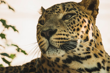 Leopardo tumbado y descasnsando en arbol