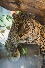 Leopardo tumbado y descasnsando en arbol © MiguelAngelJunquera