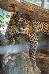 Leopardo tumbado y descasnsando en arbol © MiguelAngelJunquera