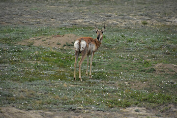Young Pronghorn Looking Back Over His Shoulder