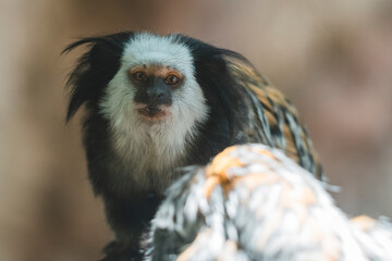 Pequeño primate en rama de un soporte de la jaula de un zoo
