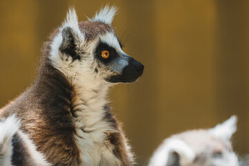 Lemur mirando al cielo