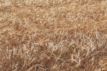 Field of ripe wheat. Stems as background. Growing cereals on farm for grain, ingredient in millet flour.