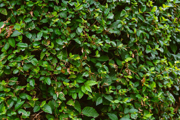 Solid green vegetation. Grass and leaves in wild garden as backdrop
