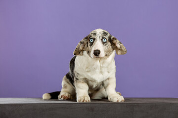 Marble color Welsh corgi puppy in studio