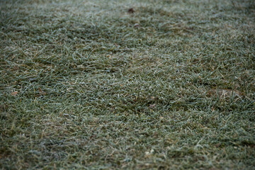 Green grass in front as background. Lawn after first autumn frosts. Herb was covered with condensation from cold