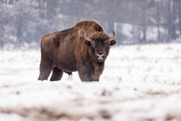 Bisons in forest during winter time with snow. Wilde life