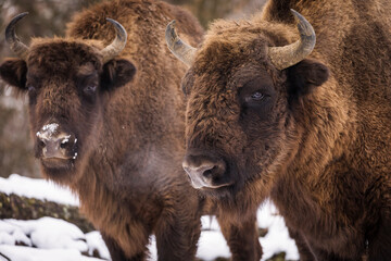 Fototapeta premium Bisons in forest during winter time with snow. Wilde life