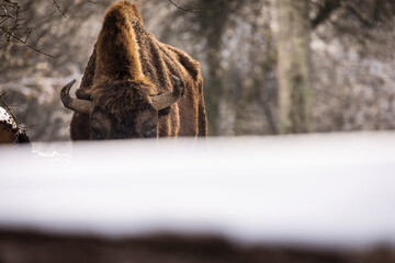 Bisons in forest during winter time with snow. Wilde life