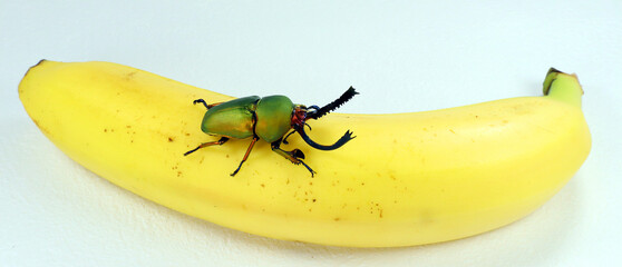 Green stag beetle Lamprima adolphinae on banana. Breeding beetles. Dynastidae. Cetoniidae....