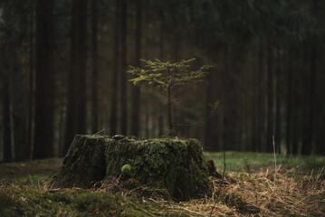Young spruce seedlings growing from an old tree stump in a dark forest. Rainy weather in Czech forest.