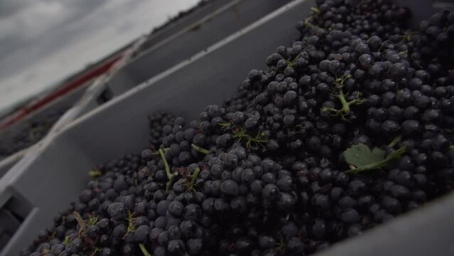 Raisins et vendanges 
