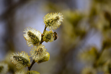 Spring, a bee collects pollen on the budding willow