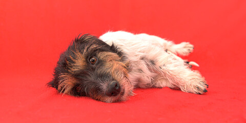 Naklejka na ściany i meble Jack Russell Terrier dog mom in front of red background.