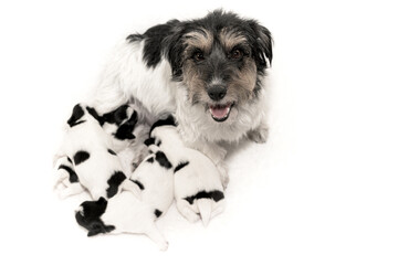 Pups 11 days old. Purebred very tiny Jack Russell Terrier baby dogs with her mother. Newborn...