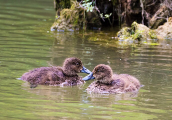 Die Reiherente (Aythya fuligula)