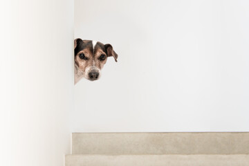 Cute small  little Jack Russell Terrier looks curiously with the head on a stairway around the...