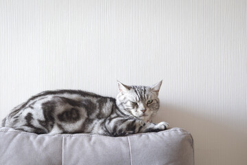 Cat is looking calm and relax lying on cloth sofa gray color, American shorthair on backdrop of white background with copy space in living room, Pets with Furniture and Home decoration minimal style.