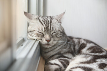 Cat sleep calm and relax on the floor near the door is open or glass window frame with afternoon sunshine, American shorthair feline breed classic silver color lying and lazy in living room.