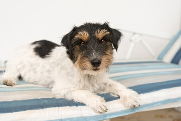 cute little Jack Russell terrier dog lying on a deck chair. There is a blue striped blanket on the white lounger.