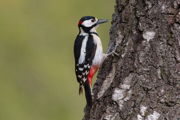 Great spotted woodpecker