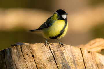 Obraz premium Great tit