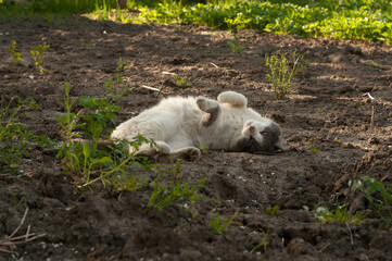 Obraz premium the white-gray cat lies in the garden