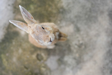 Curious brown Rabbit Standing Looking To Camera.