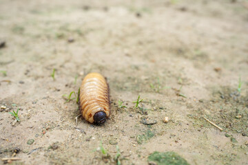 Melolonthinae. Giant Scarab Beetle Or Scarabaeidae. Larva Of May-Bug Crawling On The Ground.