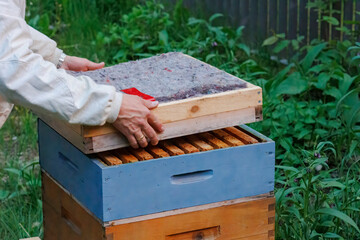 A beekeeper works with honeycombs on a bee box in Zander size