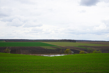 Fototapeta premium Green meadow under blue sky with clouds. Cloudy weather