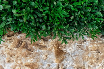 Stone and Grass. Texture Photo. Background