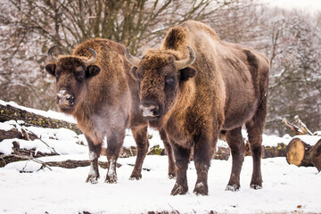 Bisons in forest during winter time with snow. Wilde life