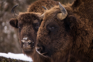 Bisons in forest during winter time with snow. Wilde life
